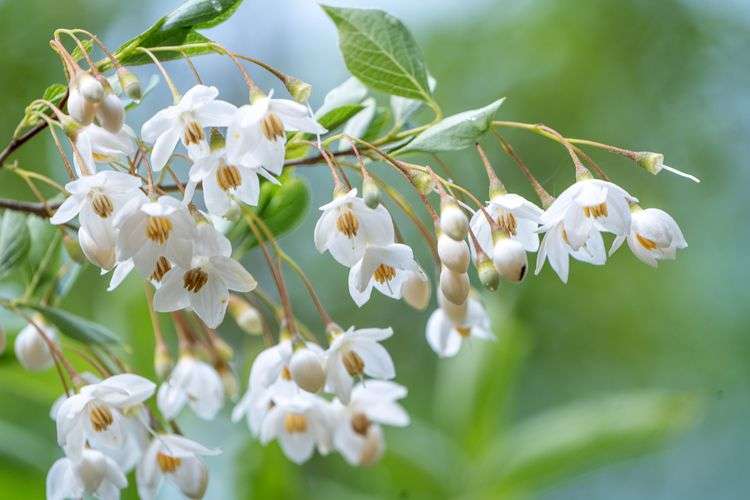 Japanese Snowbell tree planting