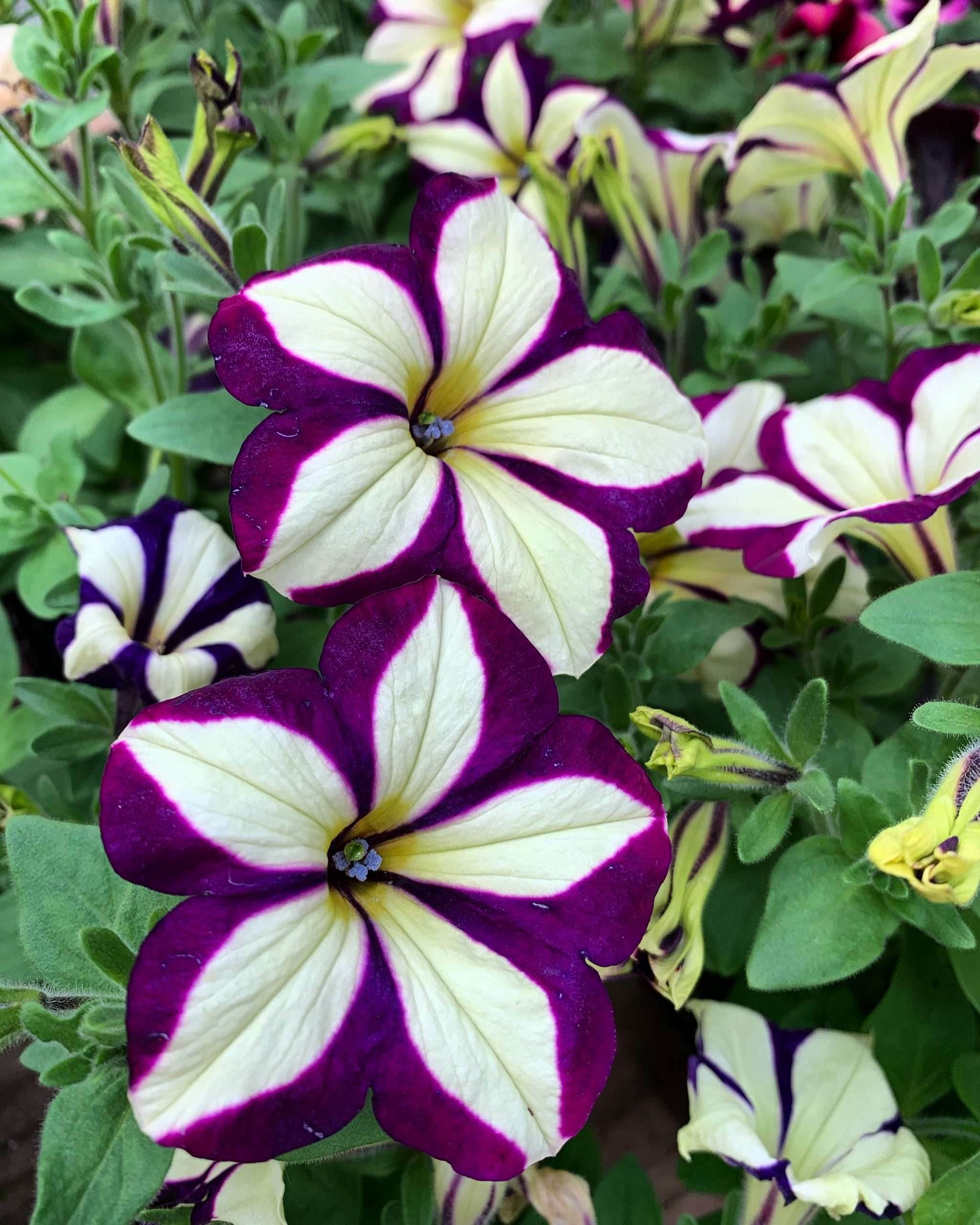 Plants and flowers on display at Todd's Nursery in Puyallup