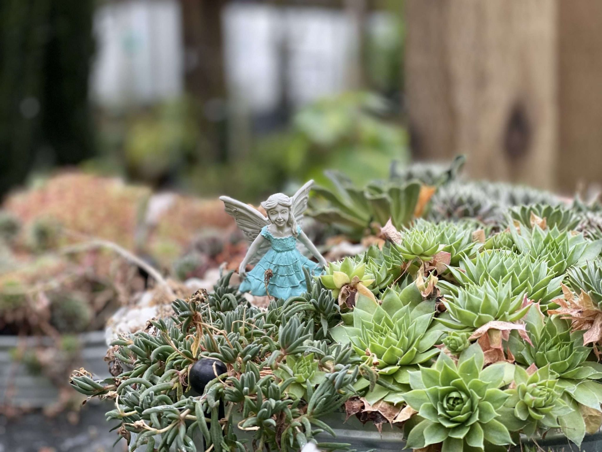 Fairy garden display at Todd's Nursery
