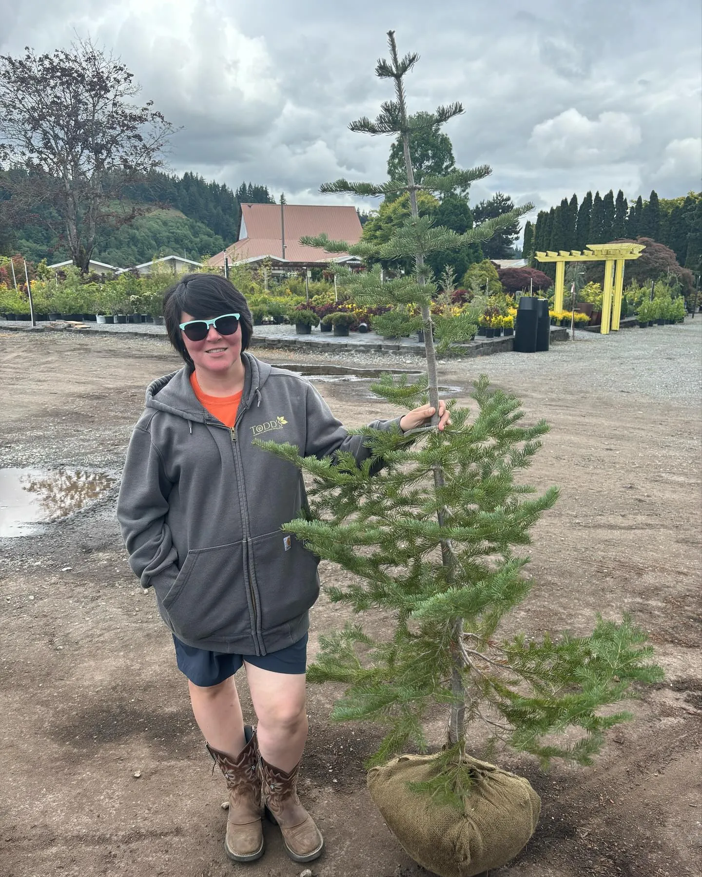 Outdoor plant display at Todd's Nursery
