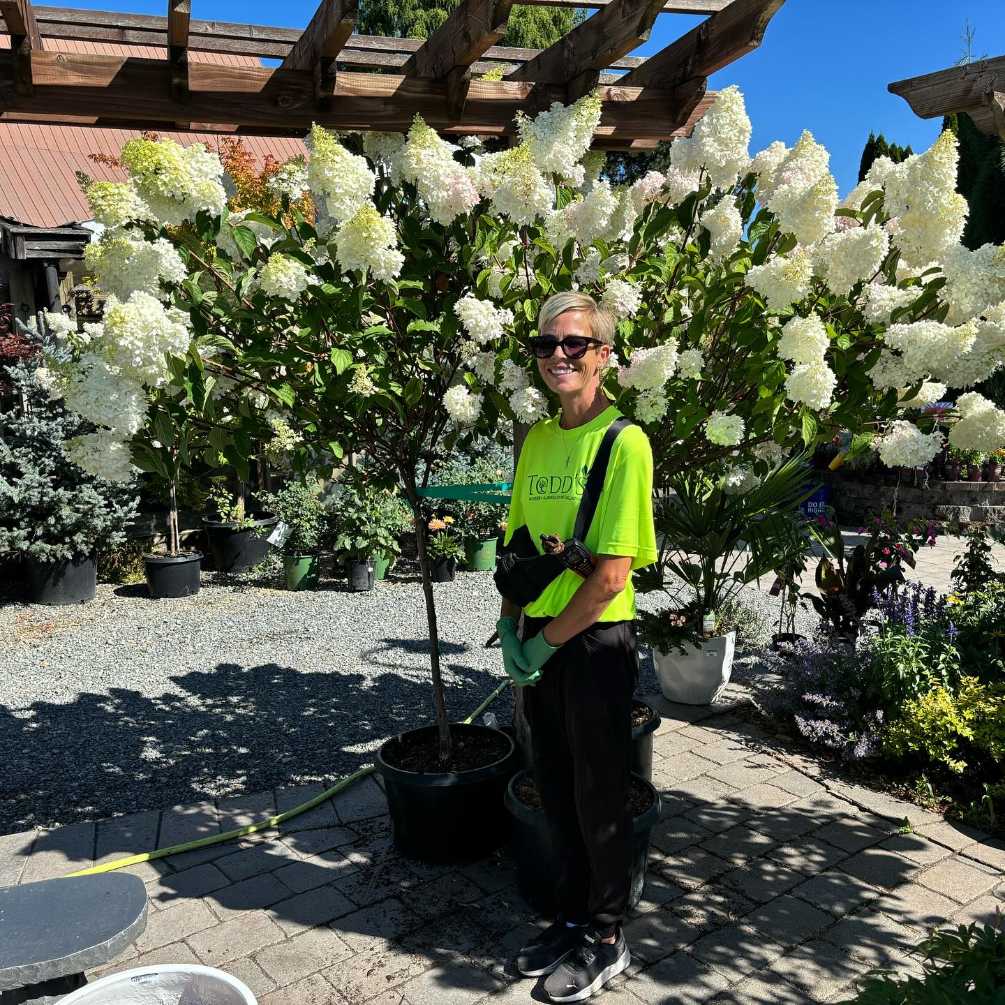 Todd's staff with hydrangea tree